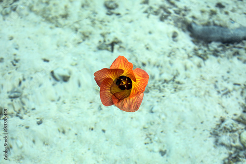 Plakat tropikalny kwiat na przejrzystej lagunie