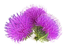 Milk Thistle (Silybum) Flowers Isolated On A White Background