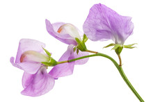 Flowers Of Sweet Pea, Isolated On White Background