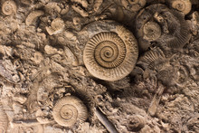Fossils In Rock