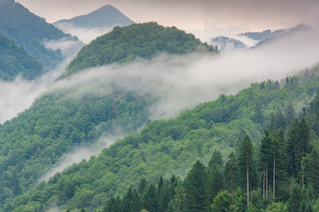 Poster - low lying cloud with the evergreen conifers shrouded in mist in a scenic landscape