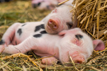 Oxford Sandy And Black Piglets Sleeping Together. Four Day Old Domestic Pigs Outdoors, With Black Spots On Pink Skin 