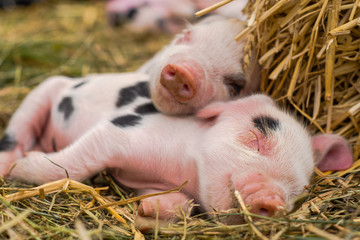 Oxford Sandy and Black piglets sleeping together. Four day old domestic pigs outdoors, with black spots on pink skin 