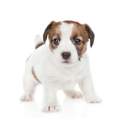 Sticker - Puppy Jack russell looking at camera. isolated on white background