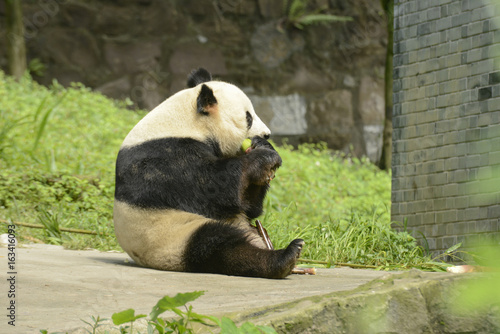 Plakat Obszar chroniony Panda, Chengdu