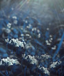 © nadezhda F - Flowers forest. Floral blue beautiful background. White flowers bloom in a clearing in the sunshine at sunset on a summer day. Nature.