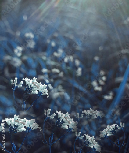 Foto-Schiebegardine mit Schienensystem - Flowers forest. Floral blue beautiful background. White flowers bloom in a clearing in the sunshine at sunset on a summer day. Nature. (von nadezhda F)