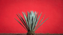 Maguey Plant And Red Wall