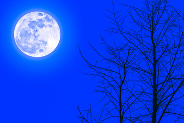 Wall Mural - Silhouettes of dry tree against sky and beautiful super moon. Outdoor at night.