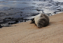 Monk Seal On Niihau Hawaii