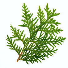 Thuja Branch Isolated On White Background