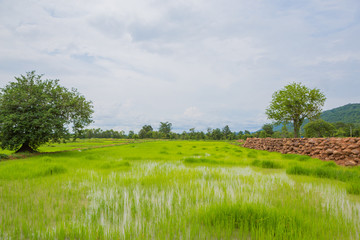 Cornfieldin ,thailand