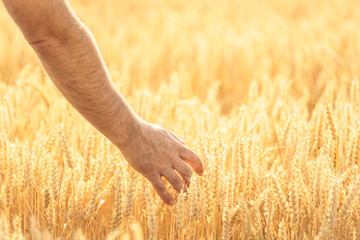 A man at the field of wheat touched by the hand of spikes in the sunset light.