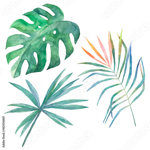 Watercolor tropical leaves on white background. Hand drawn illustration