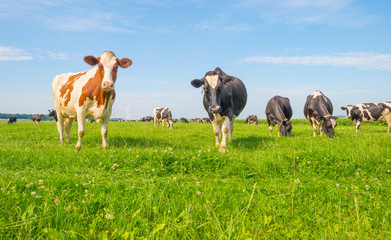 Cows grazing in a green meadow in summer