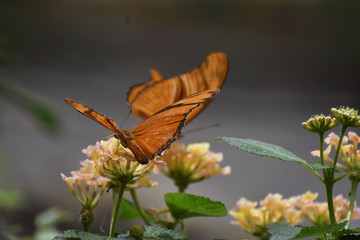 Two Stunning Orange Gulf Fritillary Butterflies in Nature