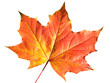 Maple leaf in autumn fall colour cut out and isolated on a white background 