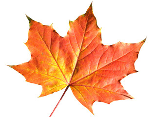 maple leaf in autumn fall colour cut out and isolated on a white background