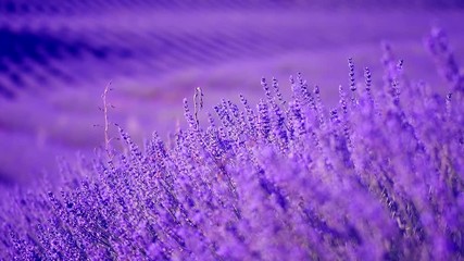 Poster - Lavender field in Provence, France. Blooming violet fragrant lavender flowers swaying on wind. 4K UHD video 3840x2160