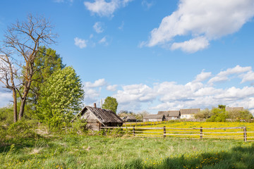 Wooden shed on the plot with dandelions