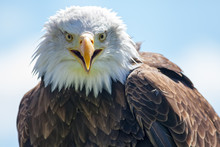 American Bald Eagle. USA Bird Of Prey Portrait Image.