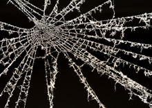 Dusty Backlit Cobweb