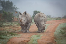 Two Rhinos And An Oxpecker Bird In The Amakhala Game Reserve In The Eastern Cape