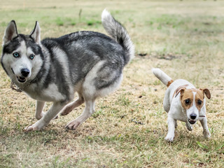  Two dogs playing outdoor at summer day. Husky and Jack Russell Terrier Running fast