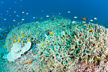 Wall Mural - Wonderful and beautiful underwater world with corals, fish and sunlight