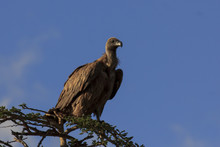 Whitebacked Vulture