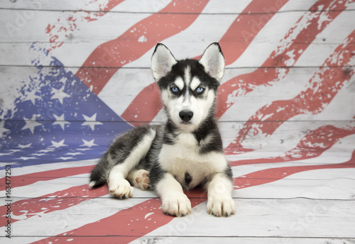 american siberian husky