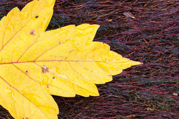 Close-up details of autumn leaf