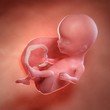 © Science RF - Human foetus age 14 weeks, illustration