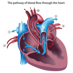 Blood flow through the heart, unlabeled