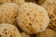 Natural sea sponges