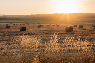 sunrise over harvest hay field