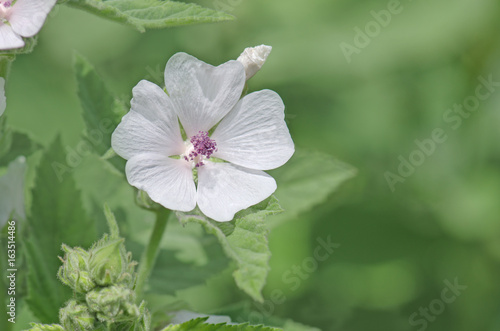 Zdjęcie XXL Marshmallow kwiat i liść