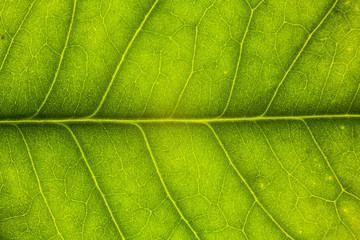 Blur green leaf texture for background indicating love for mother nature and pollution free