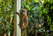 © froland83 - Monkey in Malaysia