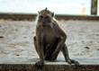 © froland83 - Monkey in Malaysia