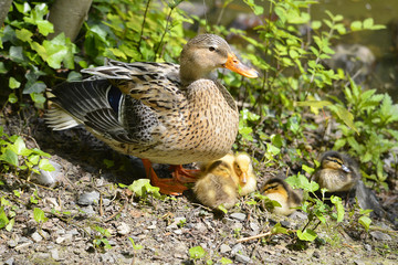 Closeup female duck (Anas) with its ducklings among vegetation