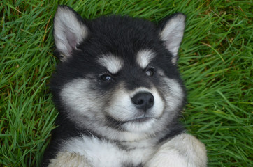 Sleepy Face of an Alusky Puppy Dog Laying on His Back