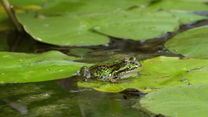 Wall Mural - Green frog sitting on a water lily leaf while zooming in and out