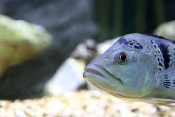 Wall Mural - Blue fish in aquarium