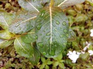 The Monsoon rain drops on the green flora of Indian subcontinent. The Monsoon season is on its peak in India. 