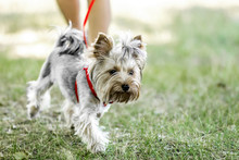 A small Yorkshire Terrier dog on a walk with its owner at summer day