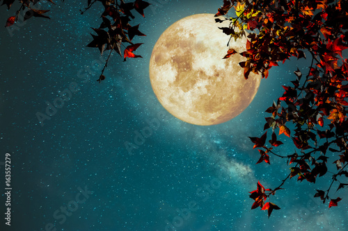 Zdjęcie XXL Piękna jesień fantazja - klonowy drzewo w sezonie jesiennym i księżyc w pełni z milky sposób gwiazdą w nocy nieb tło. Styl retro grafika z rocznika odcień