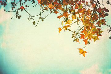 Wall Mural - autumn leaves on an old paper postcard. vintage fall season background.