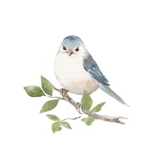 Bird On Branch. Watercolor Painting