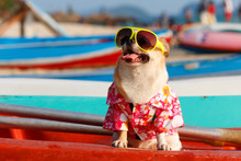 Chihuahua Dog Wear Shirt And Sunglasses On Kayak In The Beach.